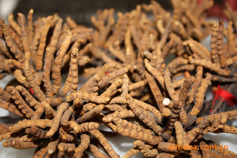 批发供应冬虫夏草 量大从优_药材种子_种子_供应_乐农网