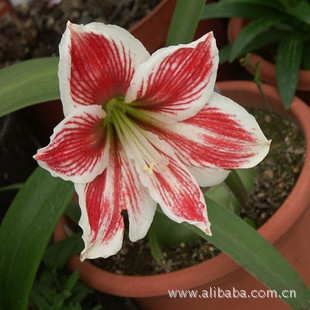 荷兰进口种球朱顶红小丑clown