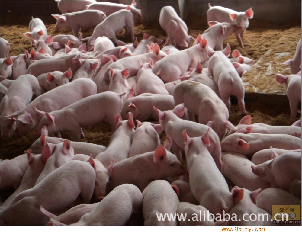 大量供应 三元猪 长白猪 质优价廉图片_1