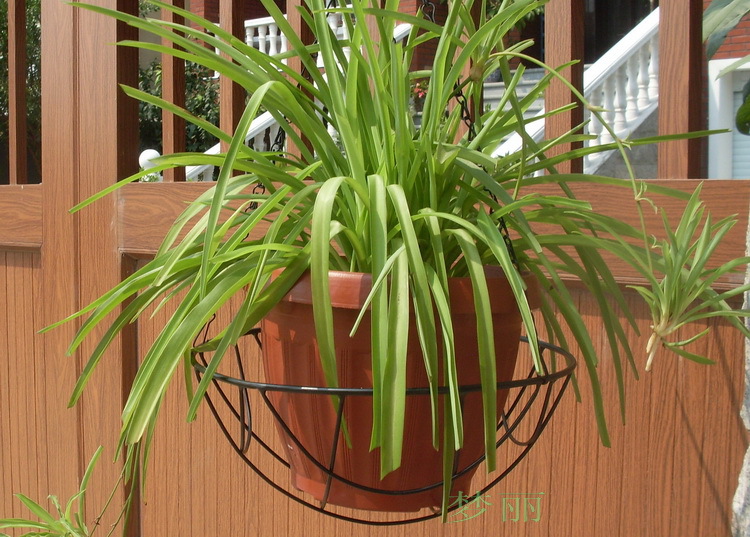 铁丝工艺品厂直供 园艺系列 ml36黑色网状铁线吊兰花篮