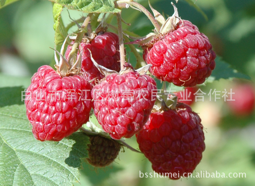 双季红树莓,温度适宜不断开花结果的帝果红树莓