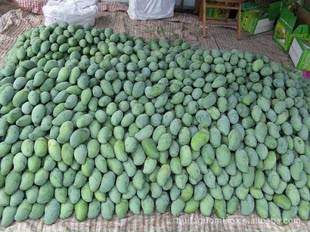 供应金穗芒果水果批发 2012年7月份芒果正式上市 可代收水果