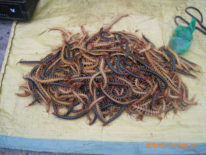 金头蜈蚣 蜈蚣养殖 基因改造型蜈蚣 蜈蚣联合养殖 优良蜈蚣品种