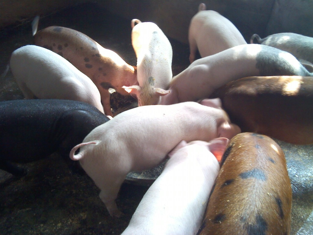 供应信息 猪 长年供应仔猪,生猪 长年供应仔猪                 用途