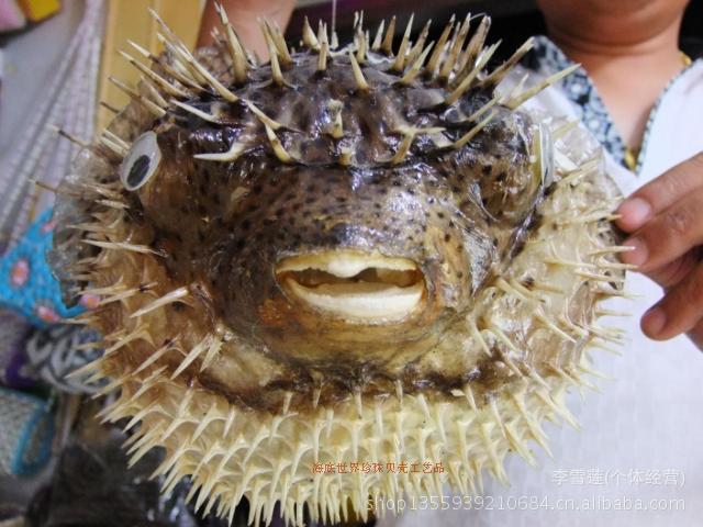 20-25厘米大刺鱼标本,刺豚,海洋生物,地中海家居装饰