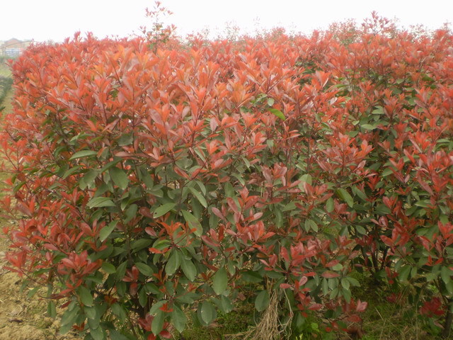 大量供應紅葉小檗(別名紫葉小檗)圖片_3