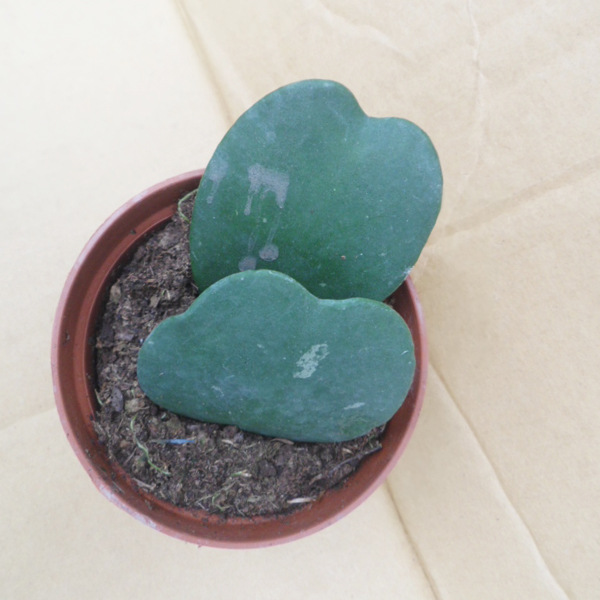 批发室内植物可防辐射的小盆栽多肉多浆植物 (a90)青色双心掌