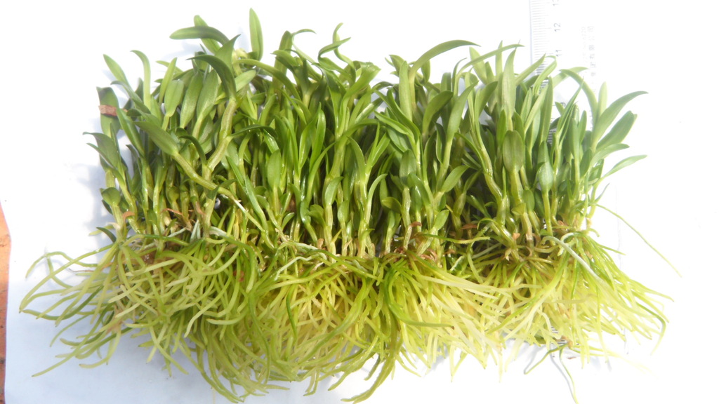 批发供应 宁波洛祥铁皮石斛 瓶苗 易种植优质苗 石斛鲜品