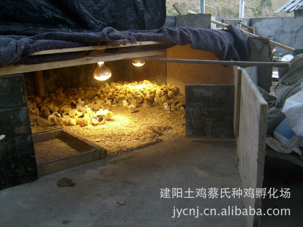 我的土鸡苗保温室就这么简单, 保温性能也特好