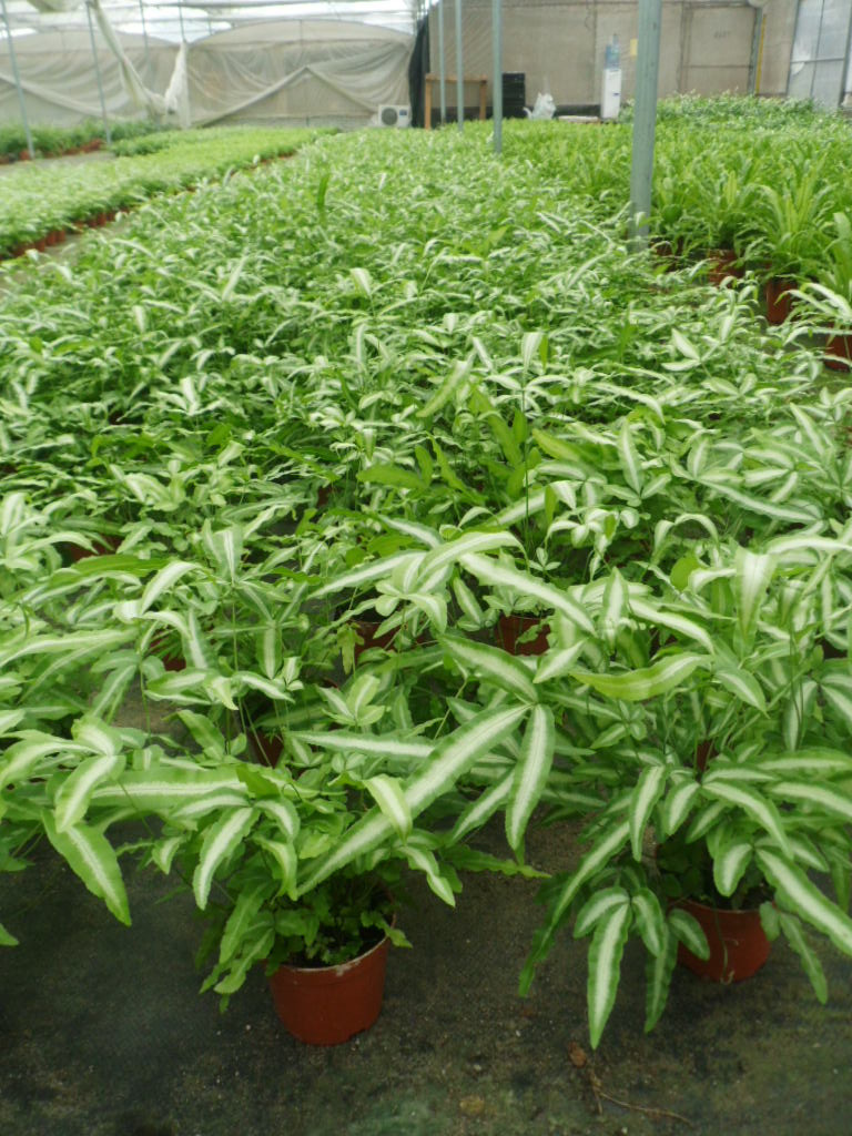 供应阿波银线蕨,高度:20~25 冠幅:22~30cm适宜温度:≥10℃不耐寒