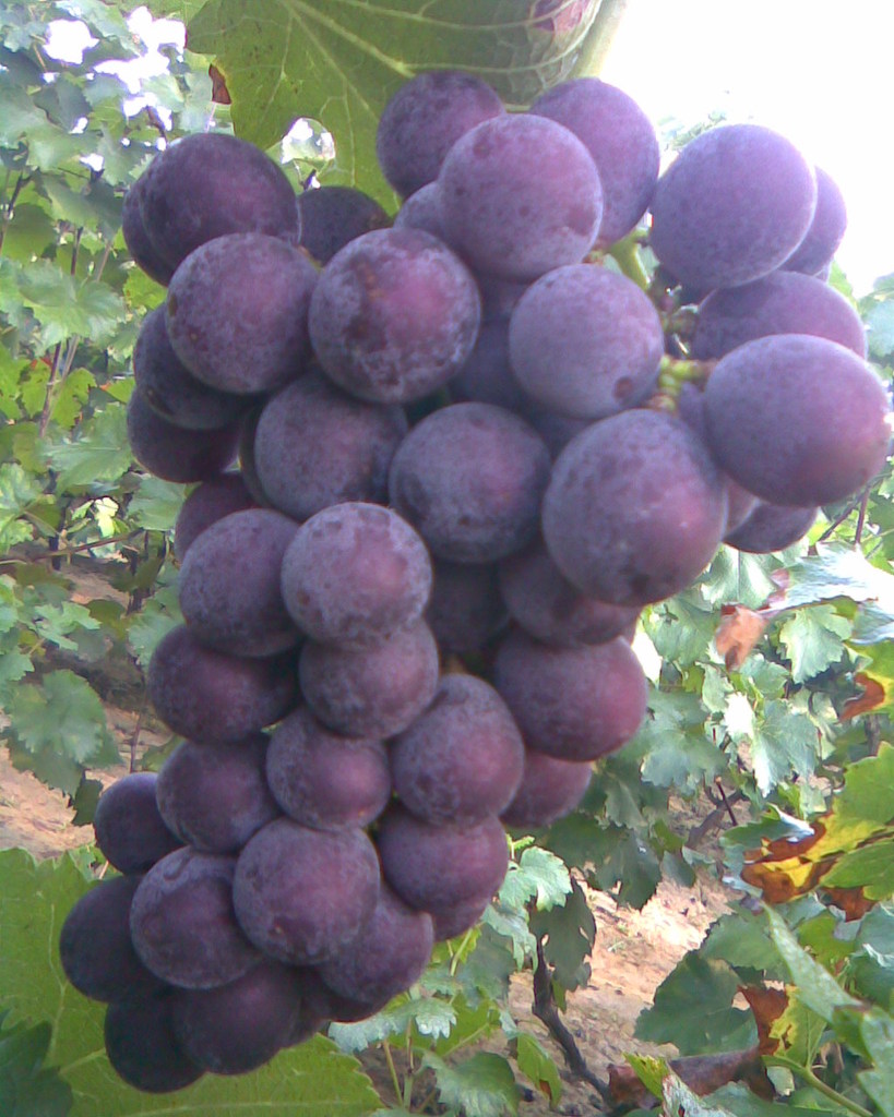 供应昌黎优质巨峰葡萄苗木 占地苗 厂家直销 穗大粒大 苗木批发