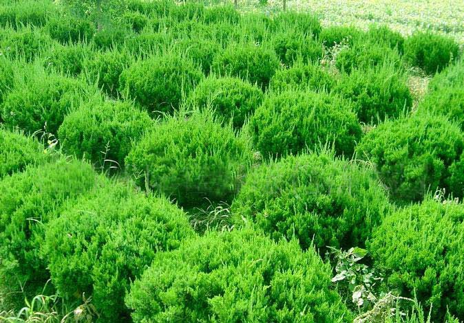 绿化花卉苗木灌木类【铺地柏】(图)