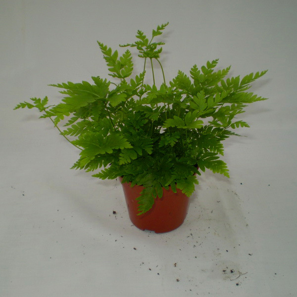 【批发小盆栽迷你蕨类植物 (a90)傅氏蕨】价格,批发,供应商厂家 - 广