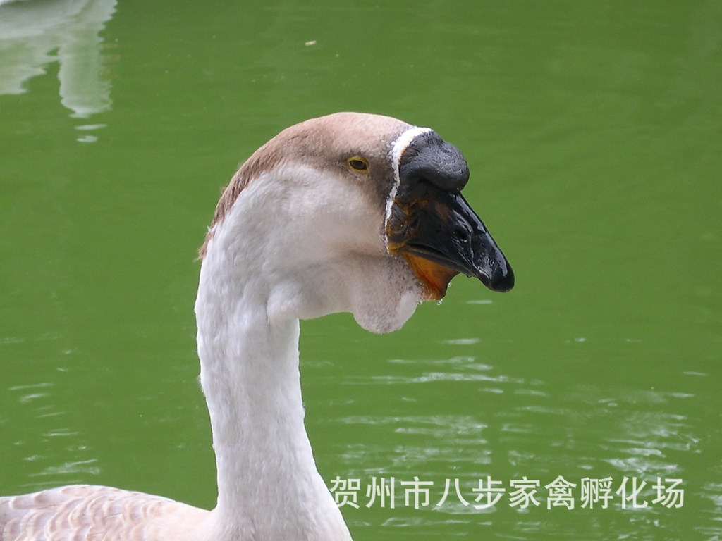 直销狮头鹅苗批发杂交鹅苗朗德鹅苗清远鹅苗货真价实