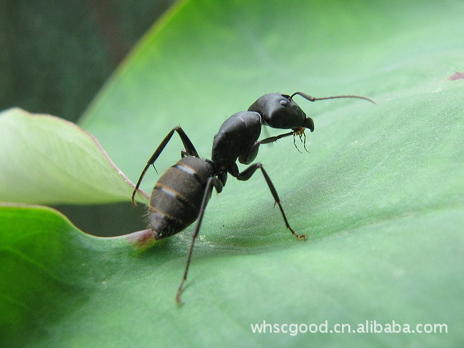 中国常见蚂蚁图片图片