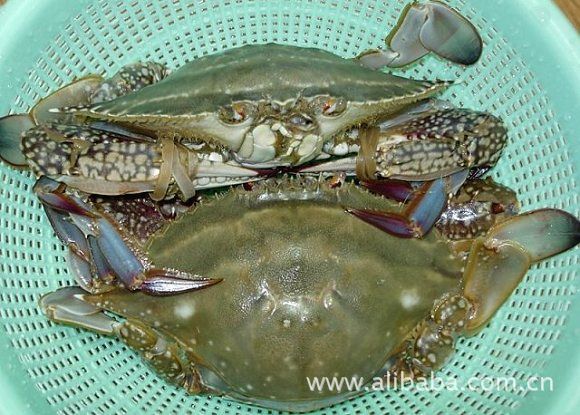 螃蟹-来自升金湖自然保护区