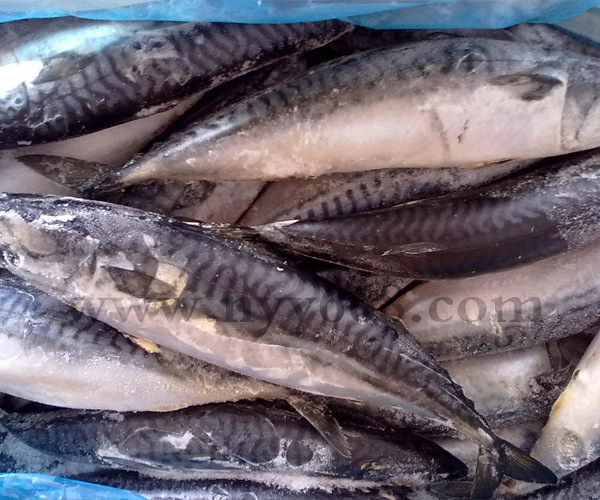 供应特选挪威鲭花鱼 鲐鱼批发