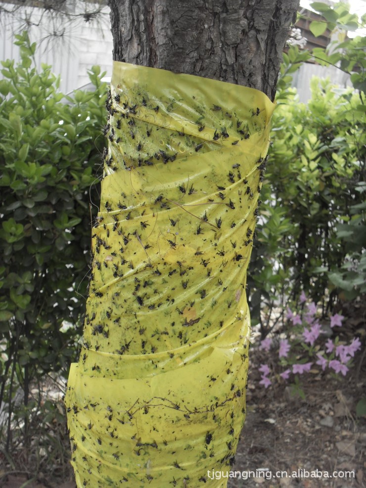 粘虫胶带 苹果树3
