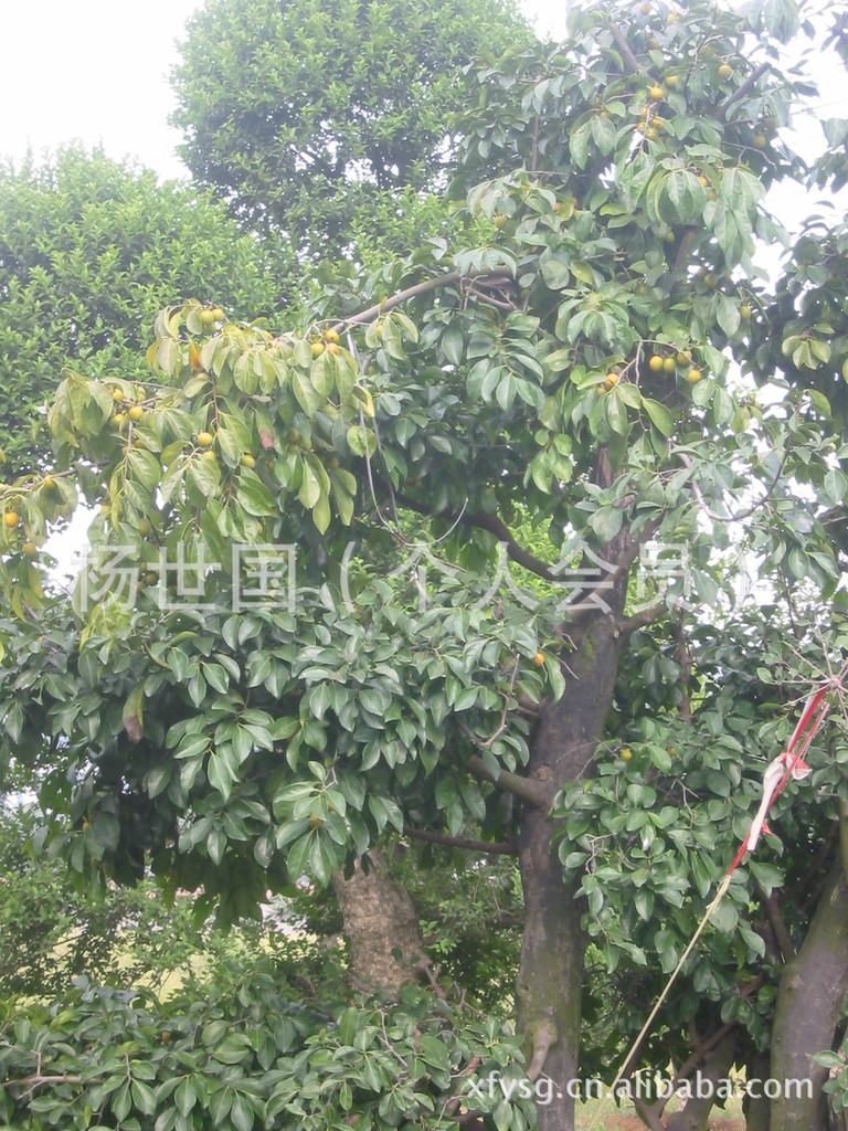 2012秋季精品盆景刺冬青篇含金弹子