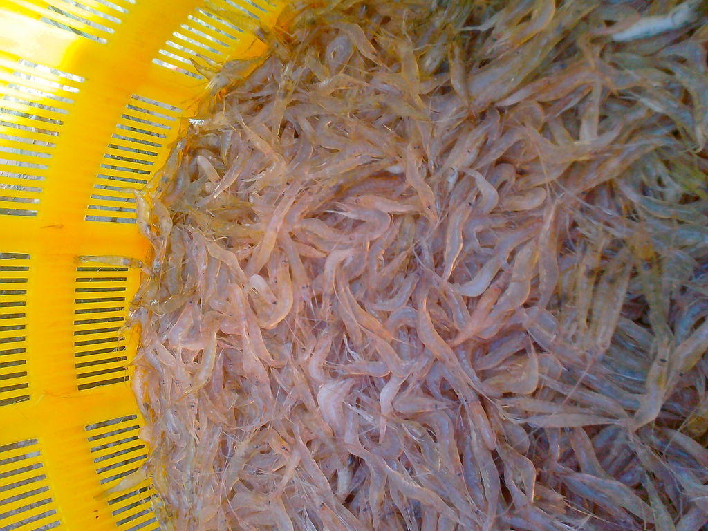 供应冷冻水产品 湖北长江优质冻虾干虾 原生态产品 绿色健康