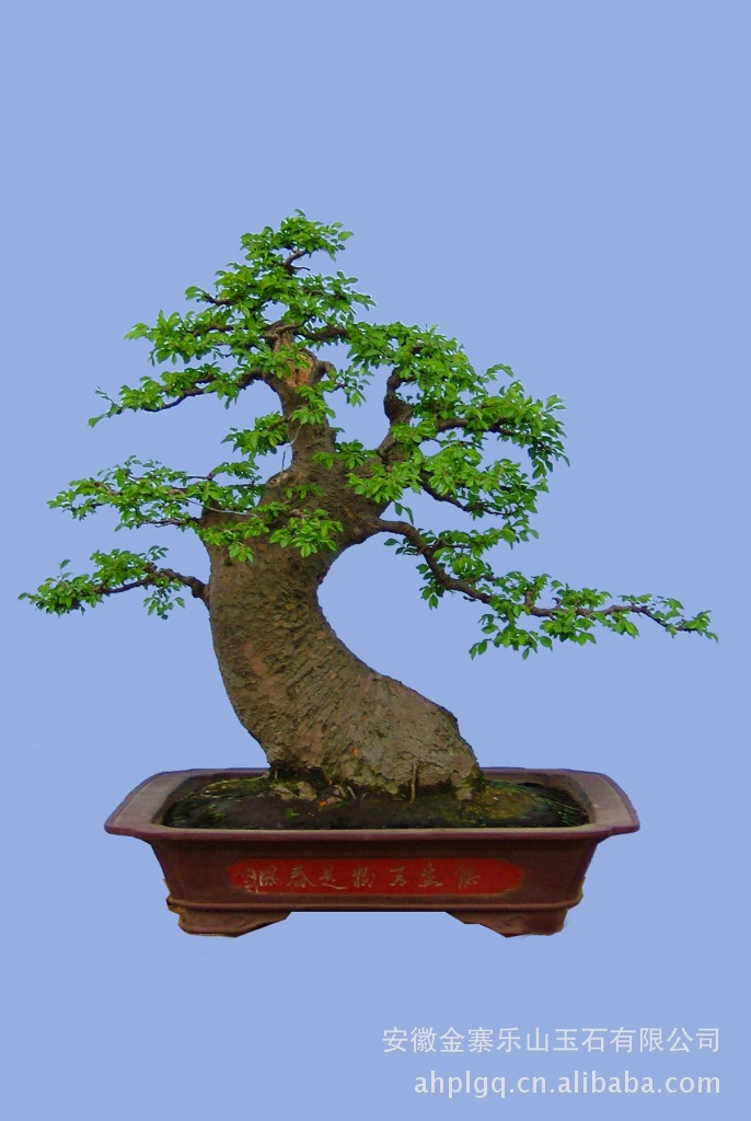 供应高档室内欣赏盆景野木瓜罕见古桩与杜鹃天体合一稀奇