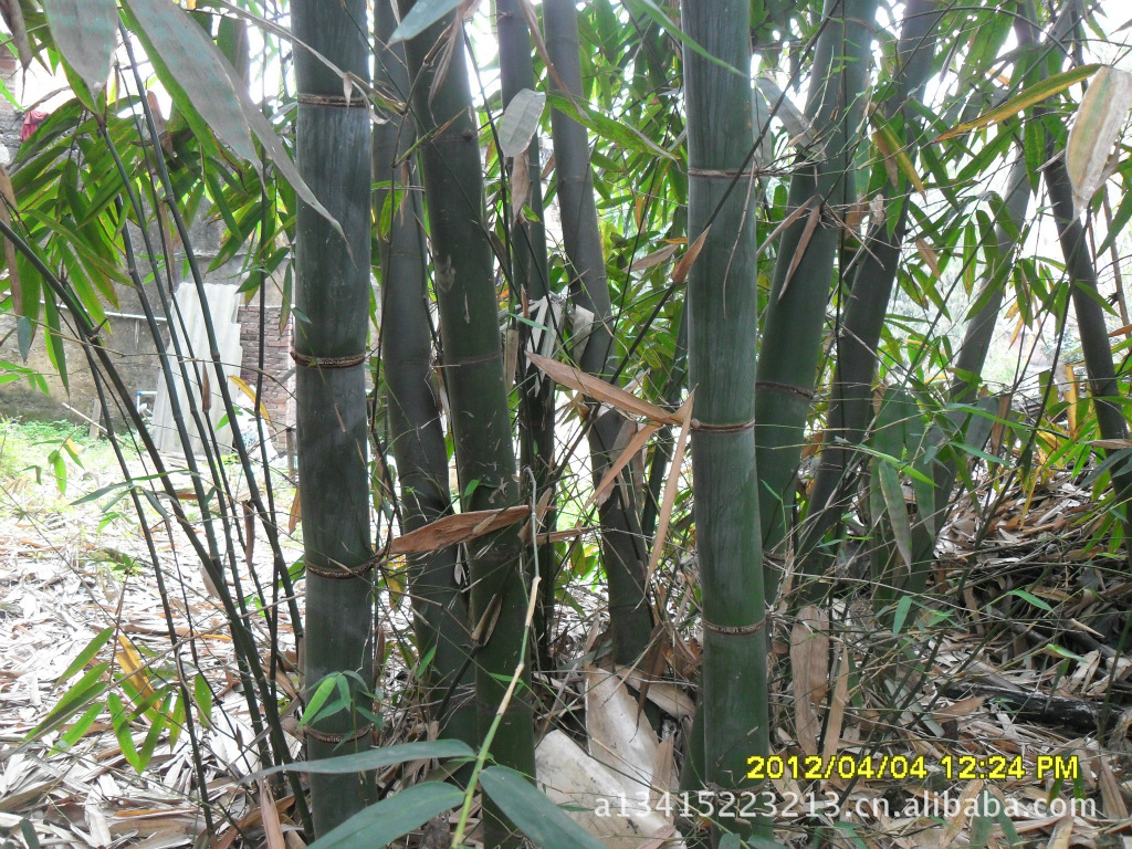 麻竹苗,麻竹种苗,麻竹栽培技术(第16页)_大山谷图库