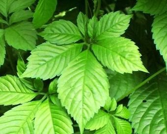 产地直供特级绞股蓝 七叶绞股蓝 降三高 护肝茶