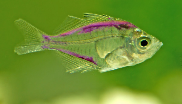 专业特价批发观赏鱼 供应观赏...图片, 专业特价批发观赏鱼 供应观赏.