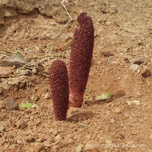 青海特产 锁阳 中药材 青海锁阳 锈铁棒 锁严子 散货 /kg