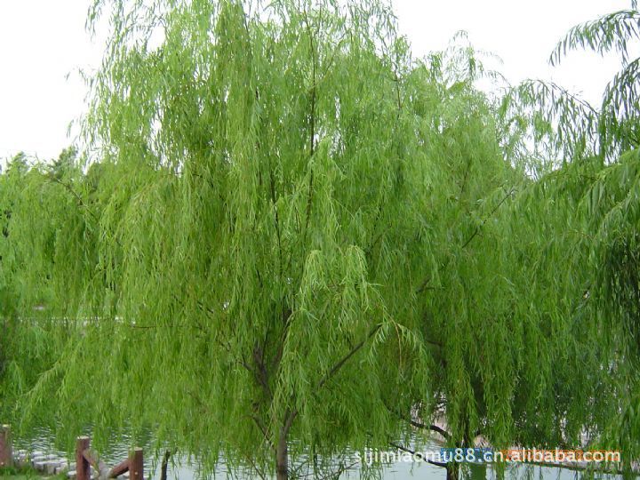 乔木速生柳,批发速生柳,柳树速生柳