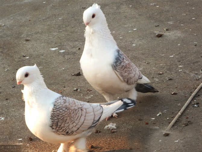 年底大促销观赏鸽,宠物鸽 等观赏鸽淑女特别