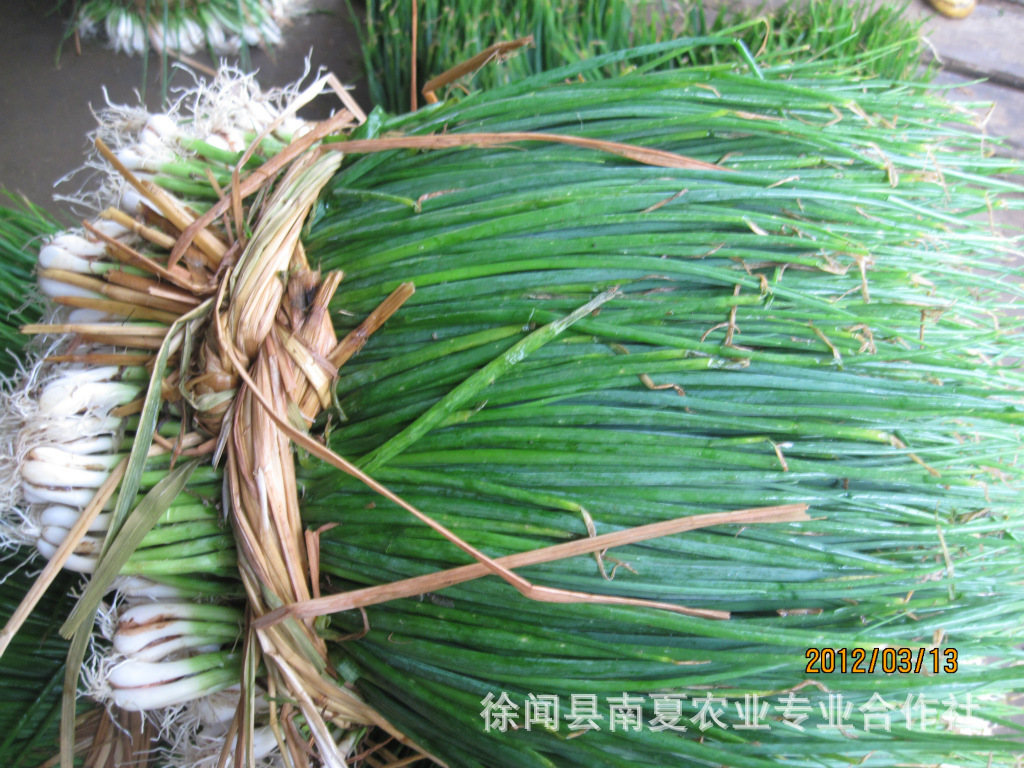 产地直销,海南;徐闻绿色食品《分葱》