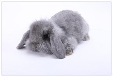 宠物活体兔子宝宝 宠物兔宝宝 黑白混色荷兰垂耳兔宝宝 视频选宠