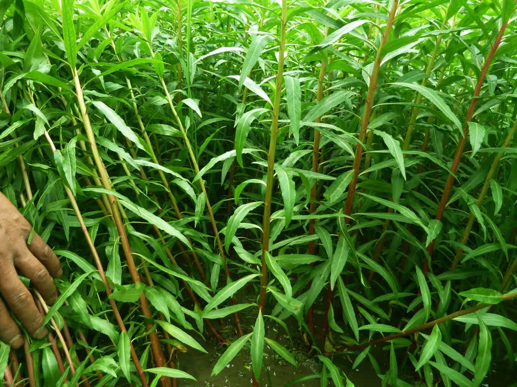 古蔺赶黄草原产地 中药饮片 赶黄草茶 水