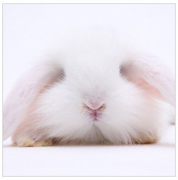 活体宠物兔兔子 极品纯白色 迷你垂耳兔兔