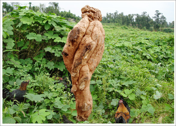 天地农场种植三年的大葛根