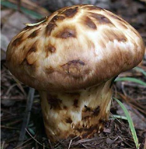 丽江特产 野生菌鲜松茸