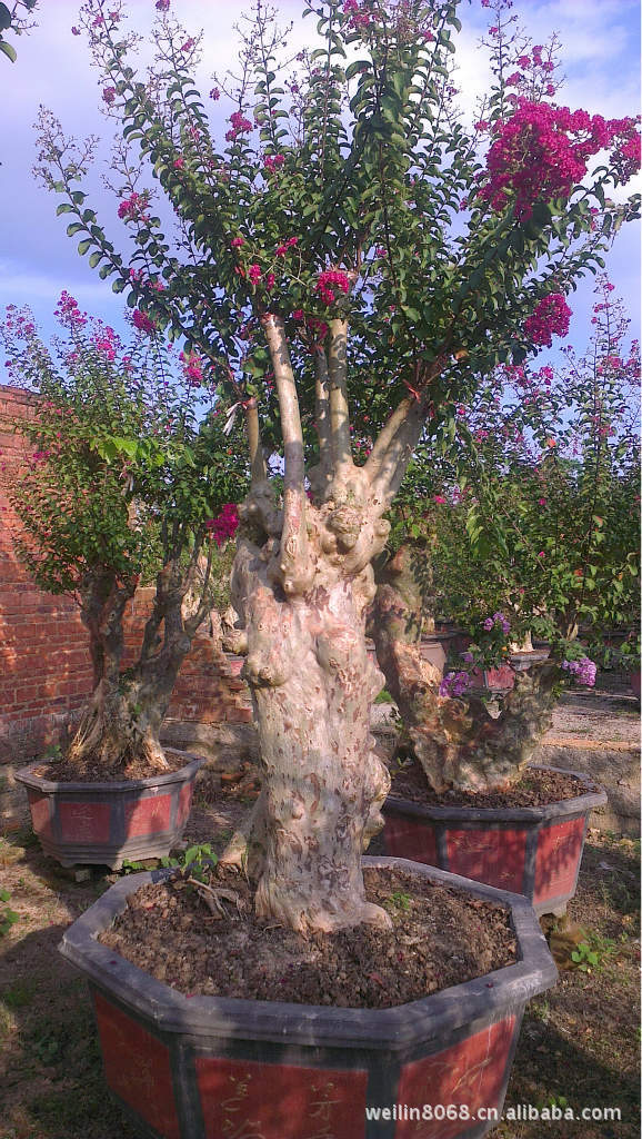 紫薇树庄3m-6m(20cm-150cm)