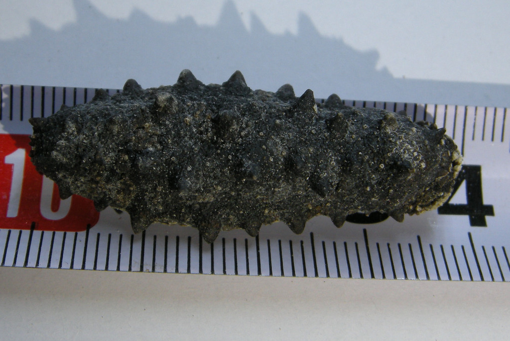 特价供应优质淡干短刺海参,220头 海参淡干 青岛海产干制水产