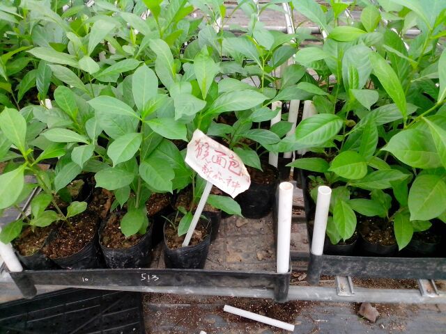 猴面包树波巴布树猢狲木酸瓠树袋苗种苗