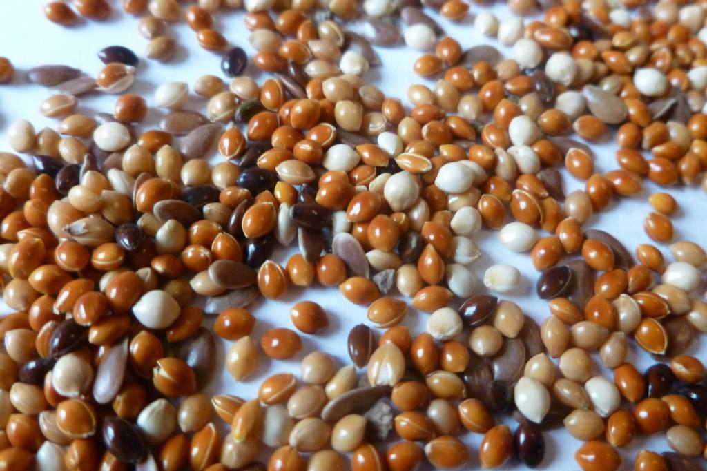 白黍子--鸟饲料 黍子 millet 红黍子 鸽粮 宠物食品birdfood