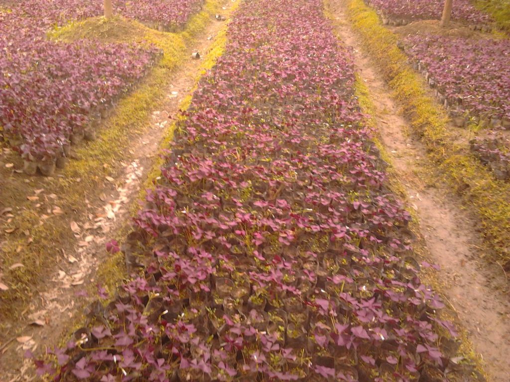 紫葉雜醬草 紅三葉 三葉草草 四川成都 溫江華成園藝