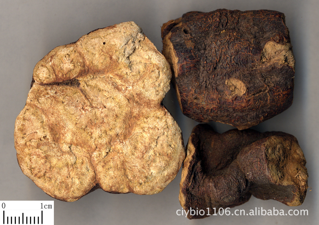 慈缘生物 厂家现货供应何首乌提取物 10:1