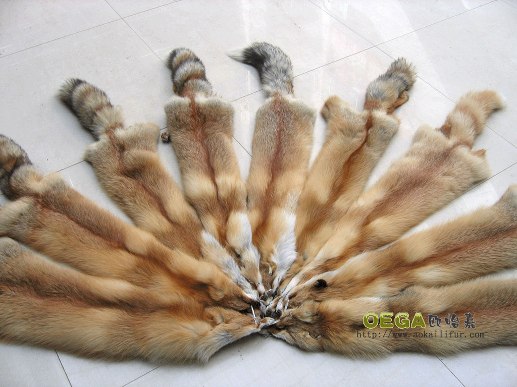厂家直销 优质狐狸皮 玄狐皮 银狐皮 狐狸皮 银蓝皮