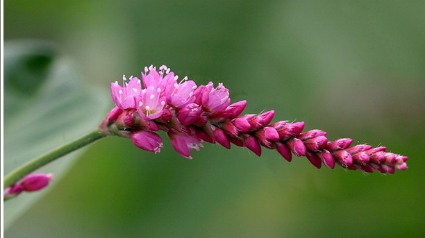 【花花随手拍】 狗尾巴花