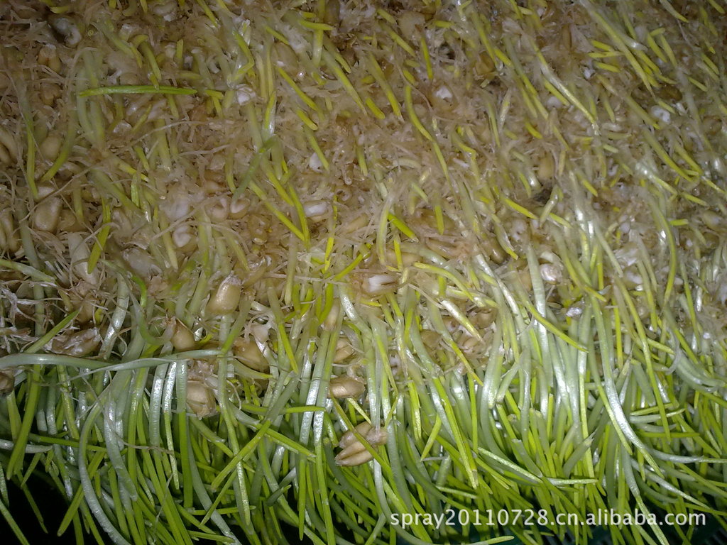 根部麦芽图,这张就能看清是小麦而不是绿豆