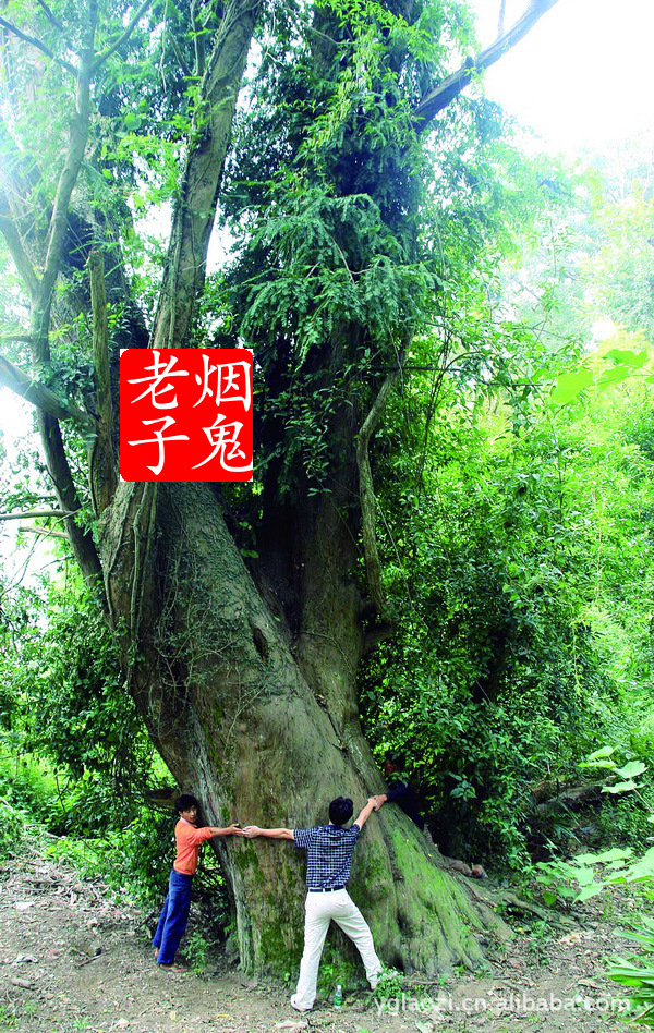 中越南边境原始森林红豆杉水烟筒 绝对保真外事礼品