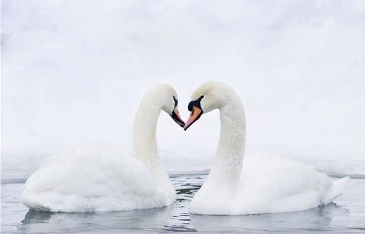 tb537双色水晶项链-嬉戏双天鹅情侣项链