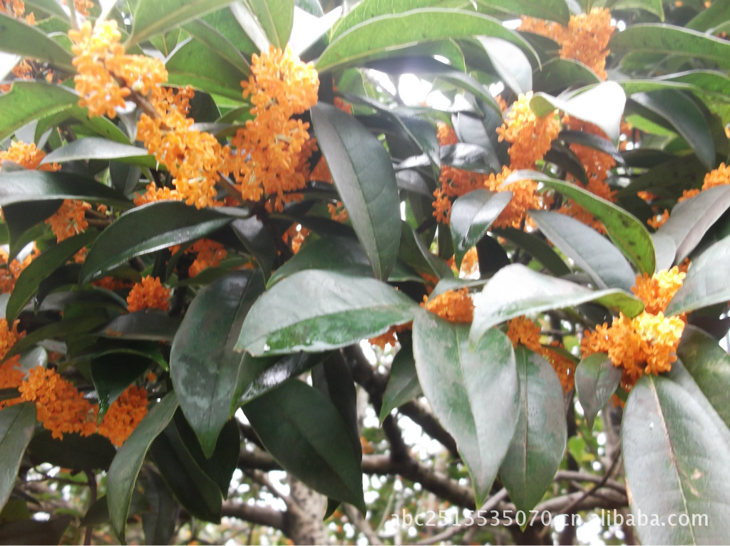 八月桂八方来财 四季桂四季平安 金桂 金玉满堂 丹桂 文章标签