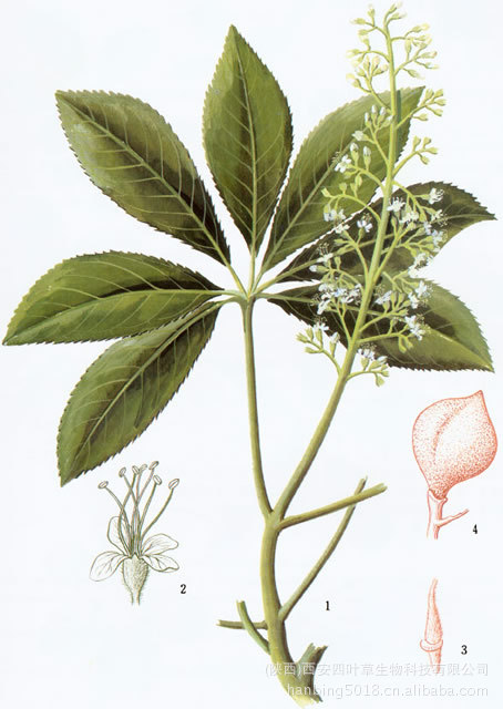 七叶皂甙 20%   包装:25kg/桶   药理**:娑罗果提取物具有抗组织水肿